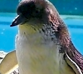 オウサマペンギンのヒナがいる仙台うみの杜水族館の場所や営業時間をチェック！料金をお得にするには？